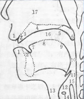 3,齿龈 4,硬腭 5,软腭 6,小舌 7,舌尖 8,舌面 9,舌根 10,咽头 11,会厌